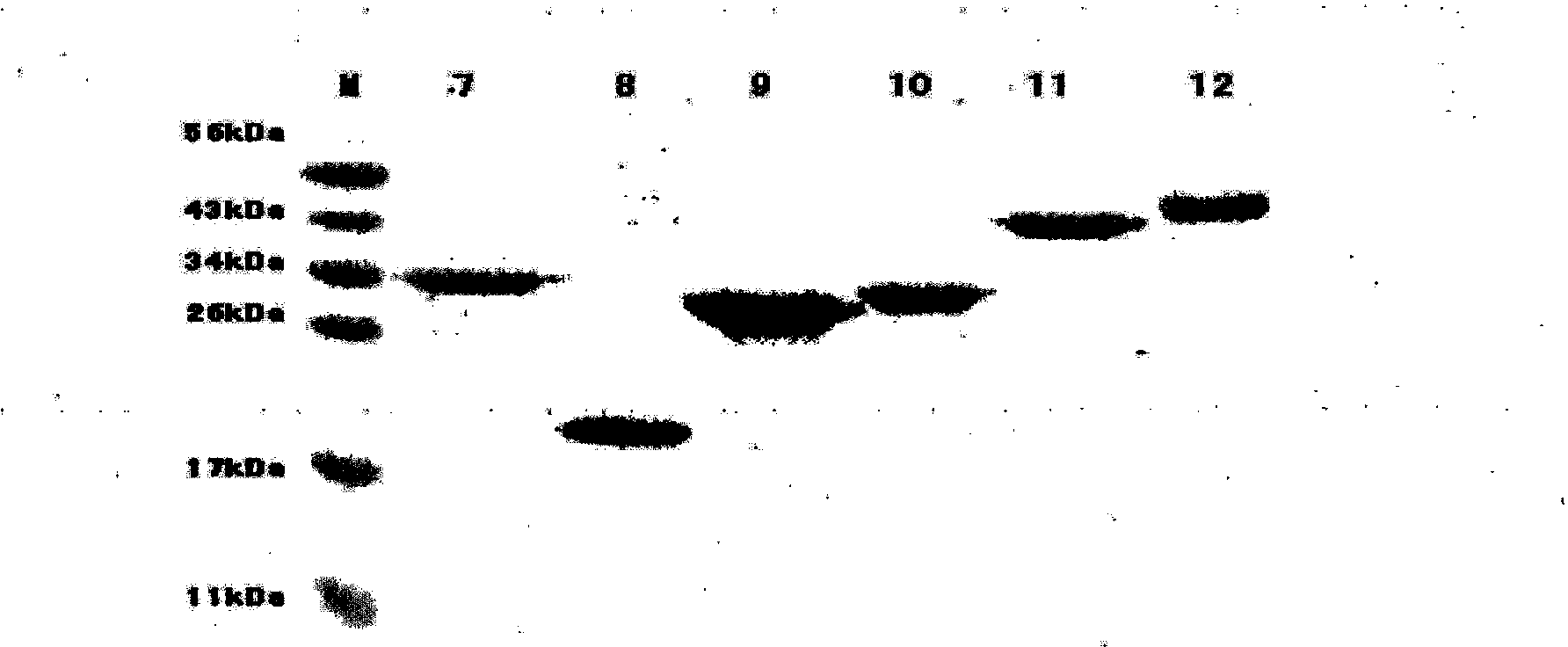 Hepatitis E virus antigen, antigen composition thereof and kit comprising antigen or antigen composition and application thereof