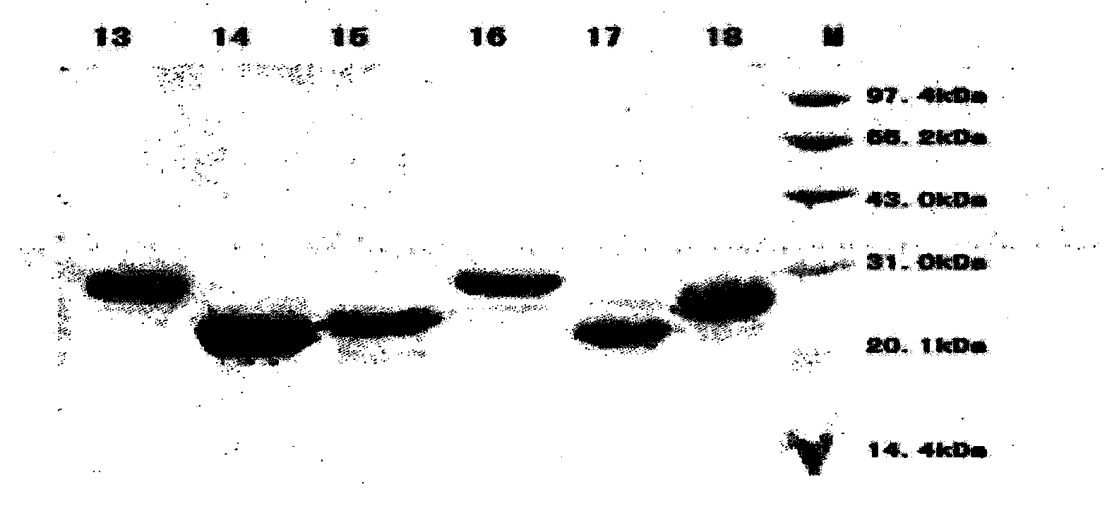 Hepatitis E virus antigen, antigen composition thereof and kit comprising antigen or antigen composition and application thereof