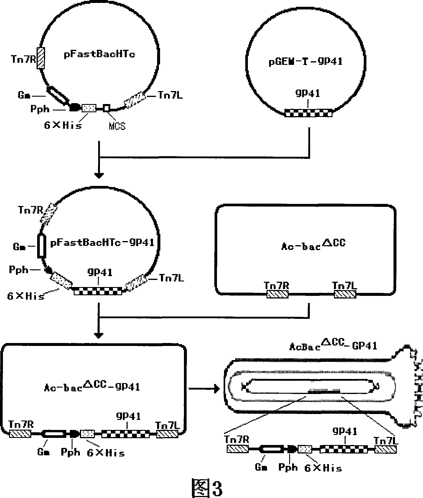 Recombined rhabdovirus AcBac delt CC-GP41 and constructing method thereof