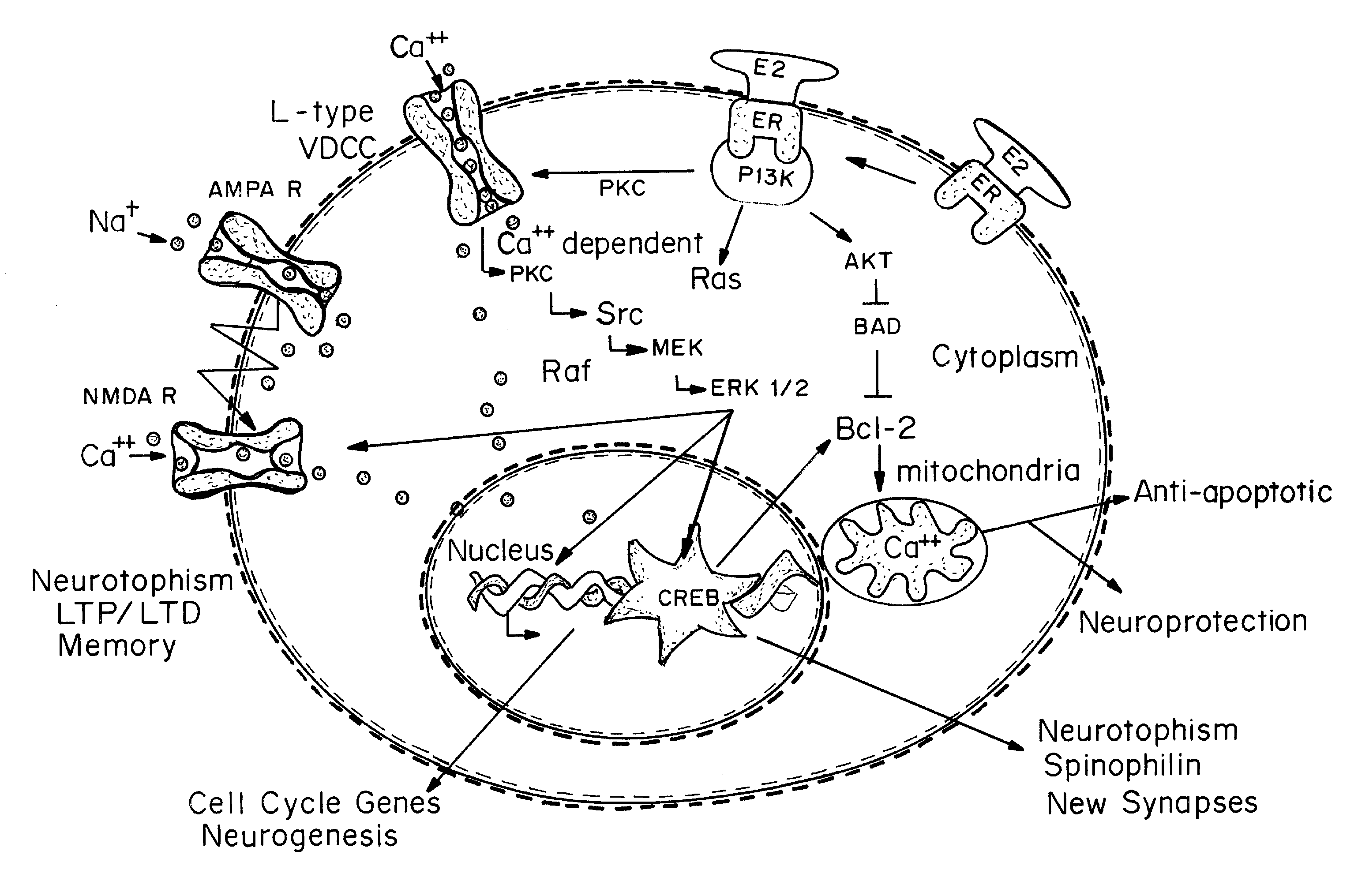 Phytoestrogenic Formulations for Alleviation or Prevention of Neurodegenerative Diseases