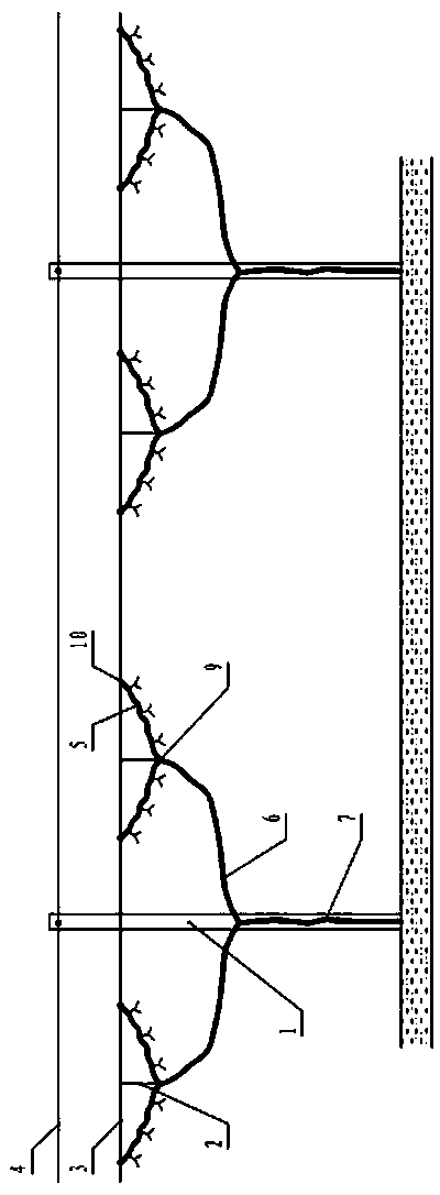 Grape cultivation method