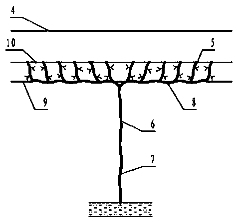 Grape cultivation method