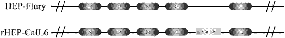 Recombinant rabies virus carrying interleukin 6 gene and application thereof