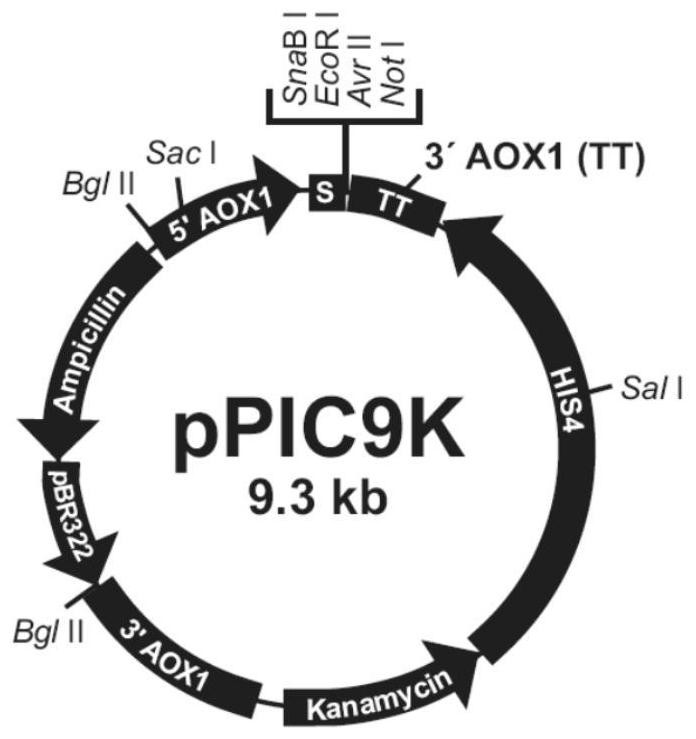 Preparation method and transformation method for efficiently transforming competent cells from pichia pastoris