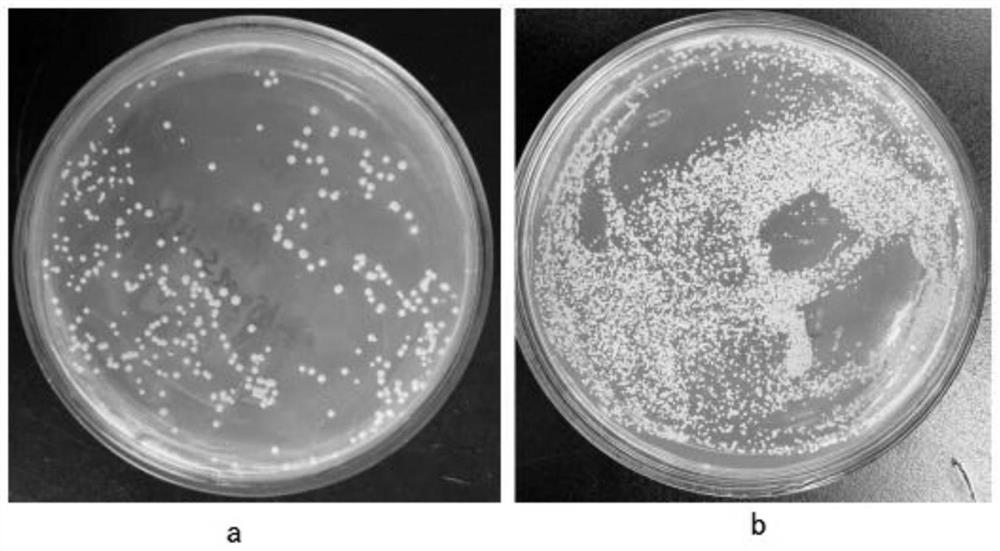 Preparation method and transformation method for efficiently transforming competent cells from pichia pastoris