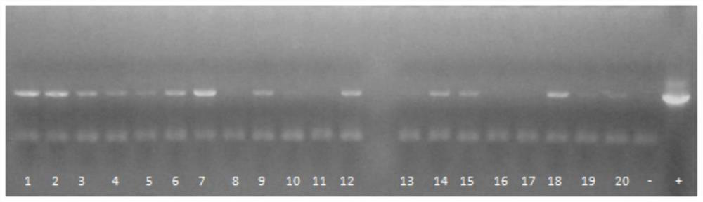 Preparation method and transformation method for efficiently transforming competent cells from pichia pastoris