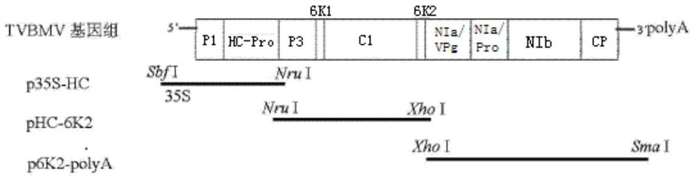 A kind of attenuated vaccine against potato X virus, preparation method and application thereof