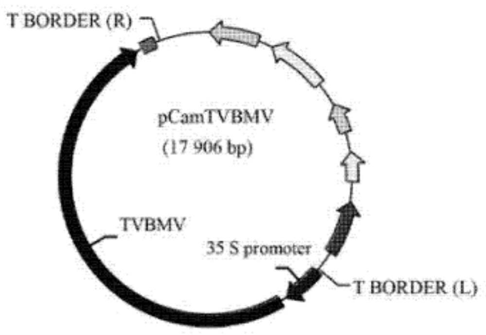 A kind of attenuated vaccine against potato X virus, preparation method and application thereof