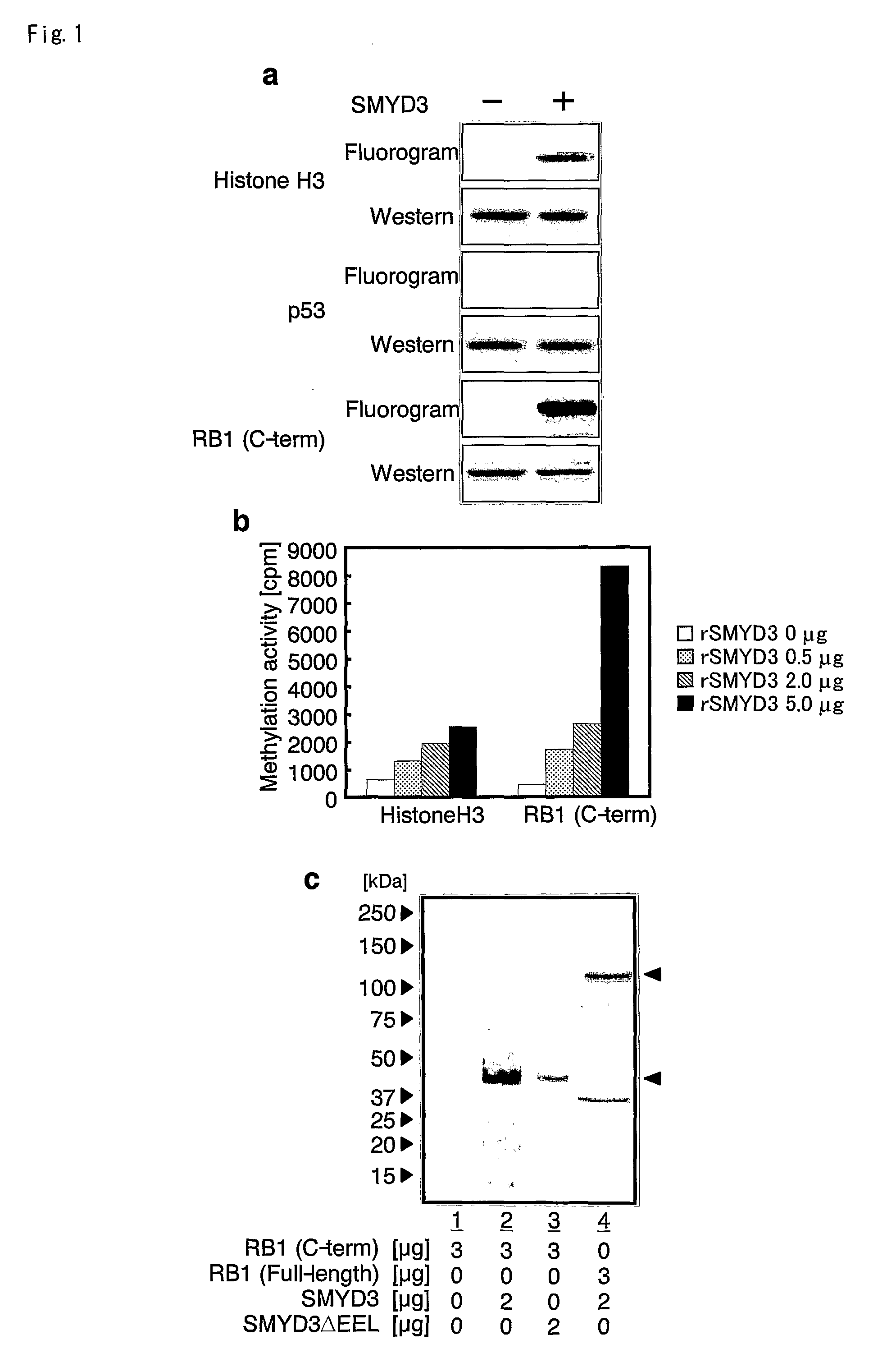 Methods of modulating smyd3 for treatment of cancer