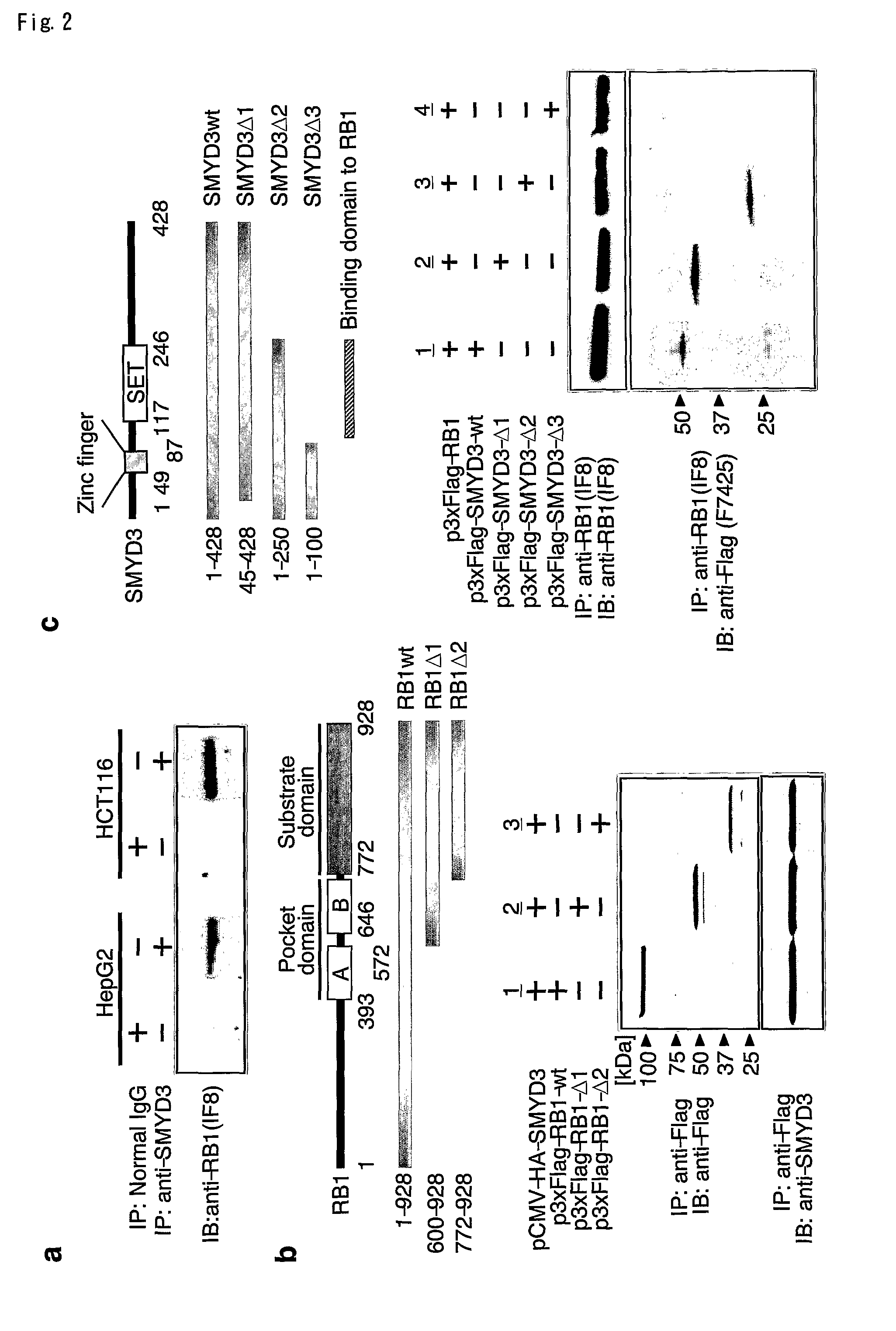 Methods of modulating smyd3 for treatment of cancer