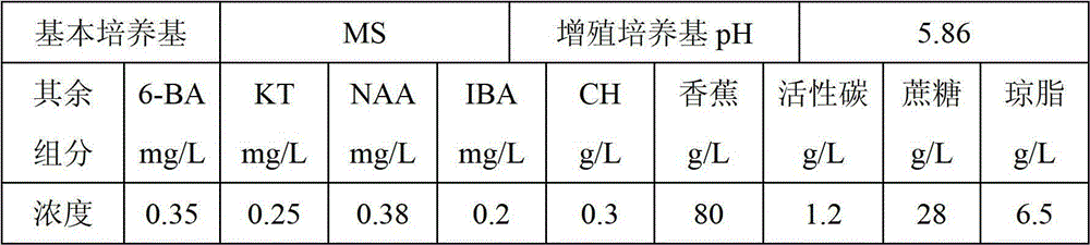 Tissue culture propagation method for anoectochilus roxburghii