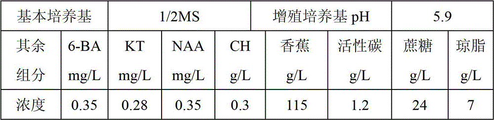 Tissue culture propagation method for anoectochilus roxburghii