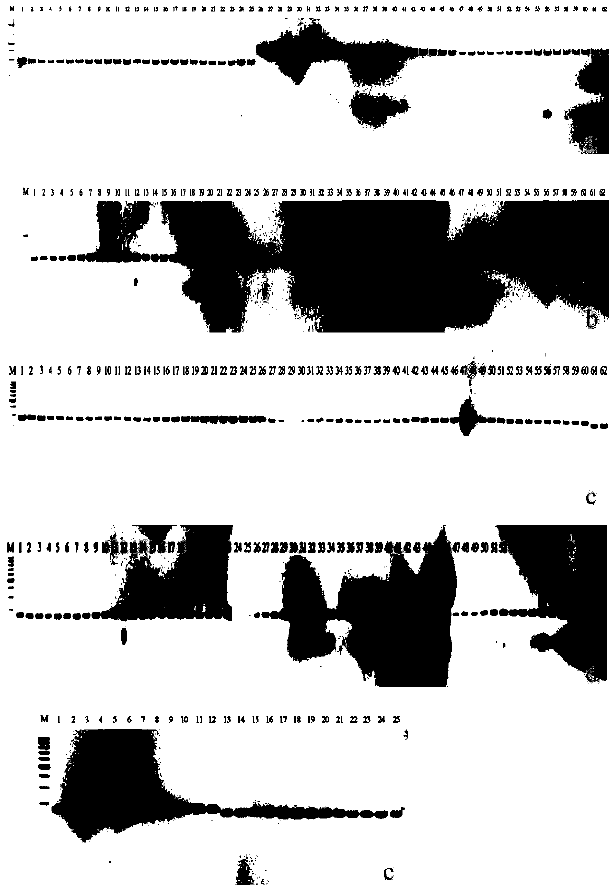 Citrus mitochondrion InDel molecular markers and application thereof