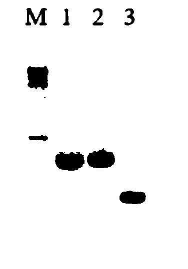 Citrus mitochondrion InDel molecular markers and application thereof