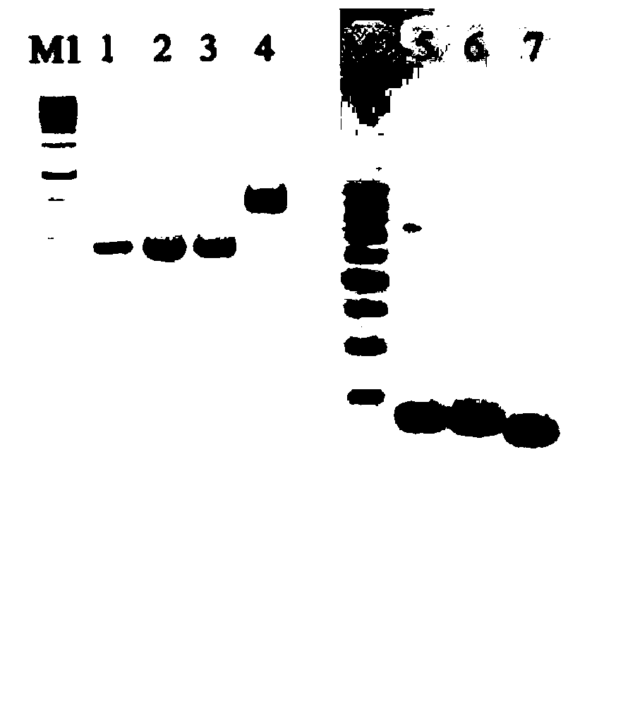 Citrus mitochondrion InDel molecular markers and application thereof