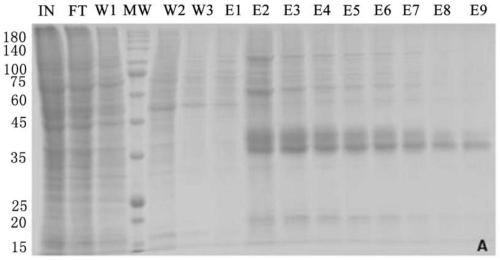 Monoclonal antibody with effect of inhibiting fibrotic lesion of vitreum retina and preparation method and application of monoclonal antibody