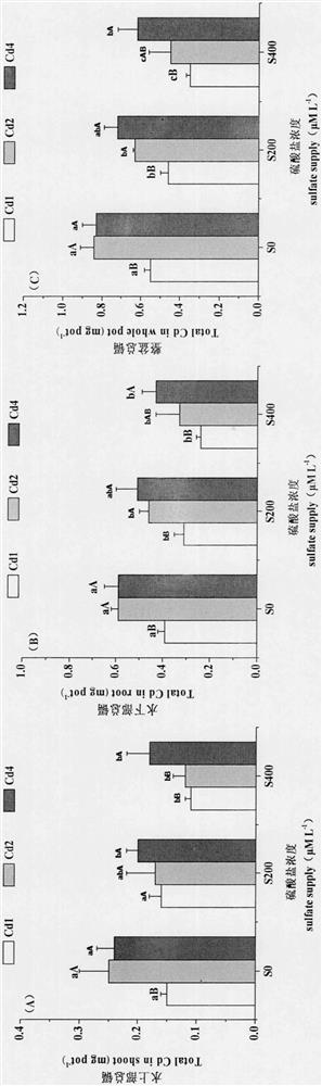 Method for relieving toxicity of cadmium stress to hydrocotyle verticillata