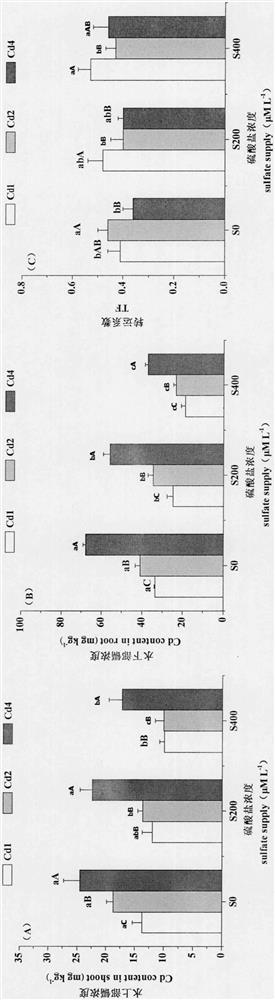 Method for relieving toxicity of cadmium stress to hydrocotyle verticillata