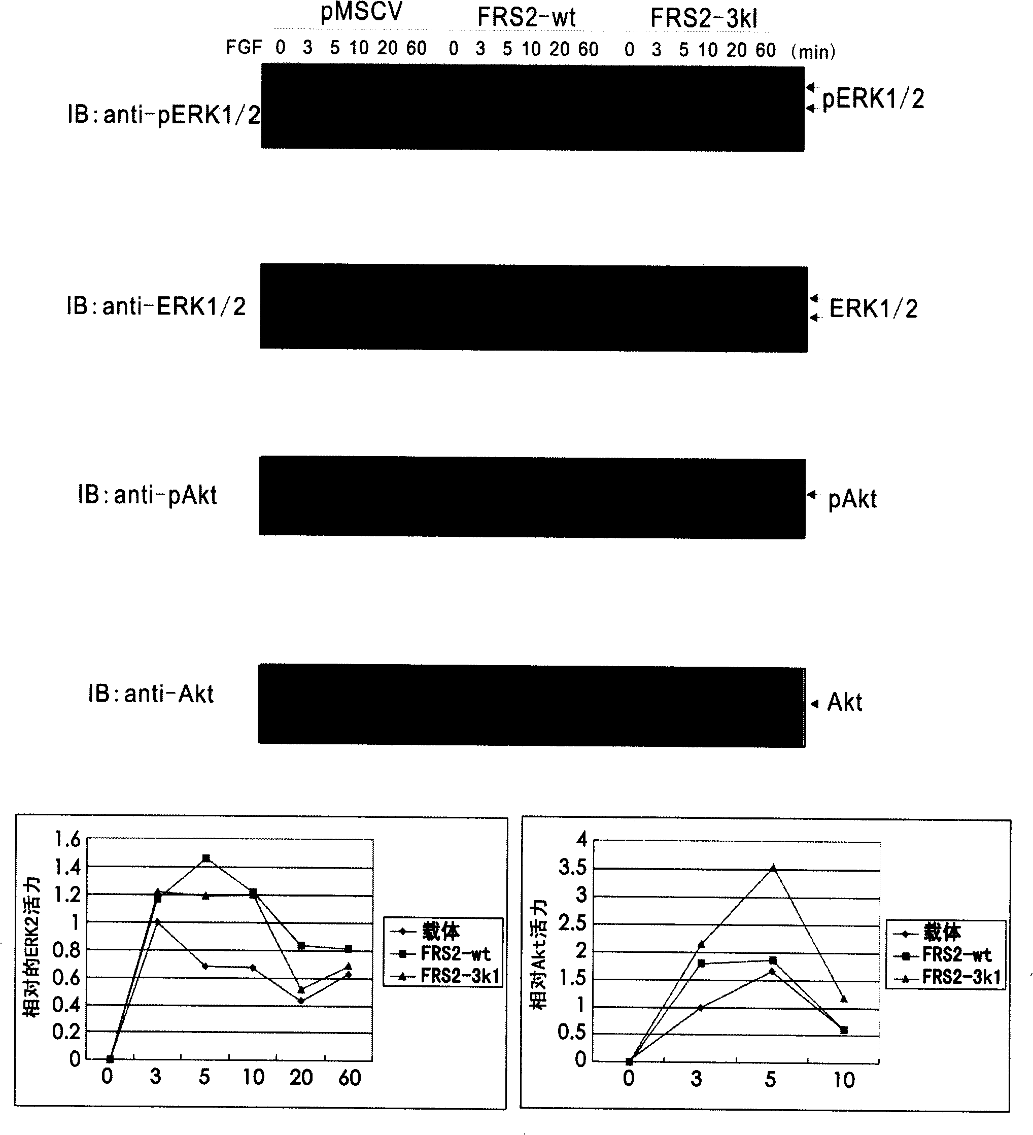 ERK2 combination polypeptide and preparation thereof