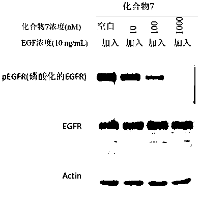 Compound containing conjugated allenamide structure, preparation method, pharmaceutical composition and use thereof