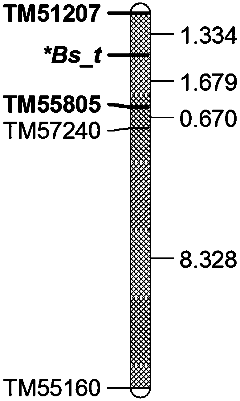 SSR markers linked with resistance genes Bs_t of physiological races No. 0 and No. 1 of tobacco black shank and applications thereof