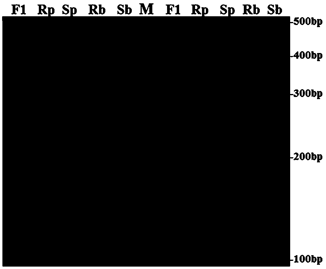 SSR markers linked with resistance genes Bs_t of physiological races No. 0 and No. 1 of tobacco black shank and applications thereof