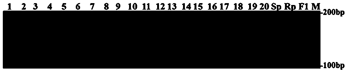 SSR markers linked with resistance genes Bs_t of physiological races No. 0 and No. 1 of tobacco black shank and applications thereof