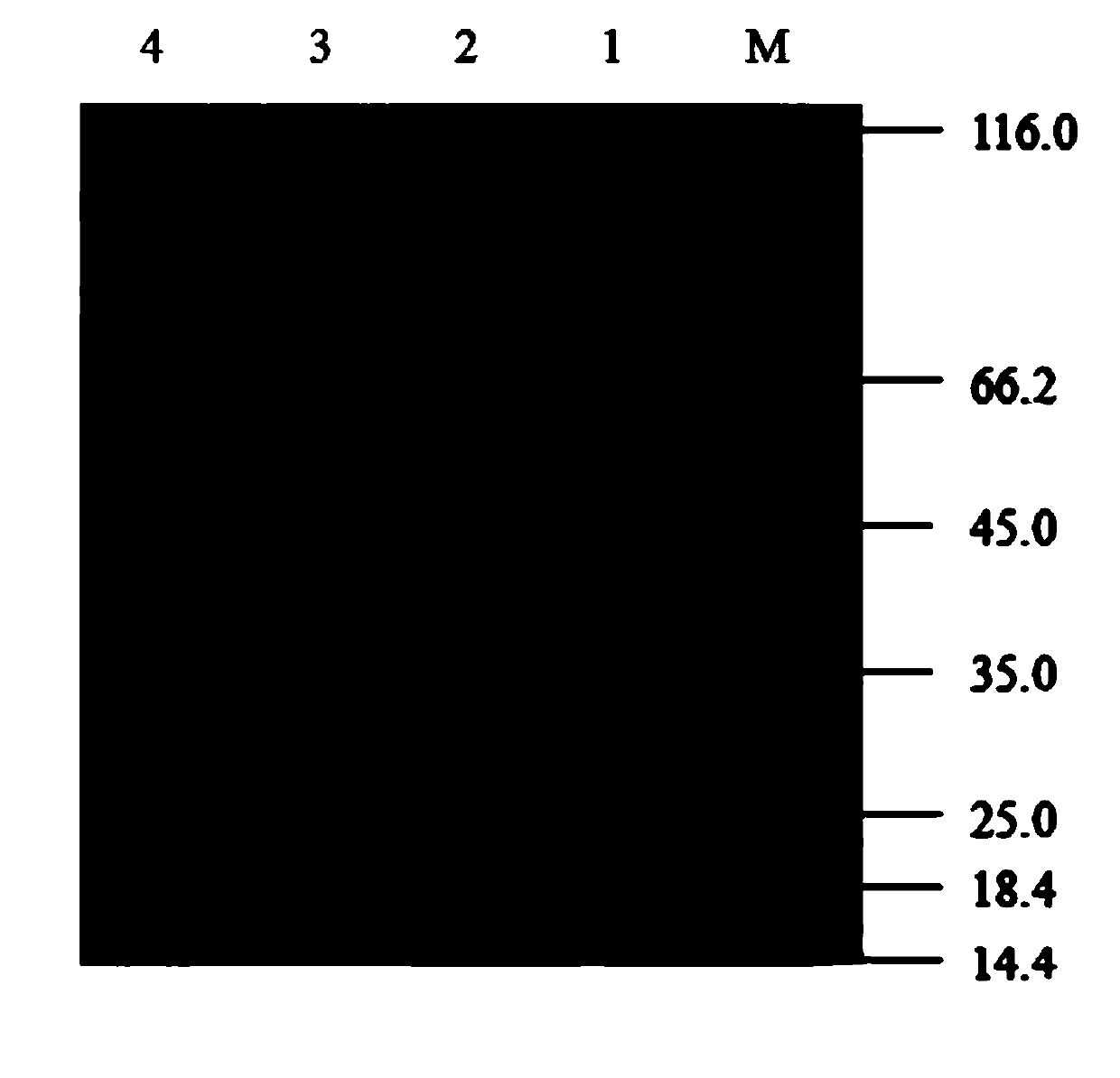 Preparation method of egg white powder with high solubility and low allergenicity