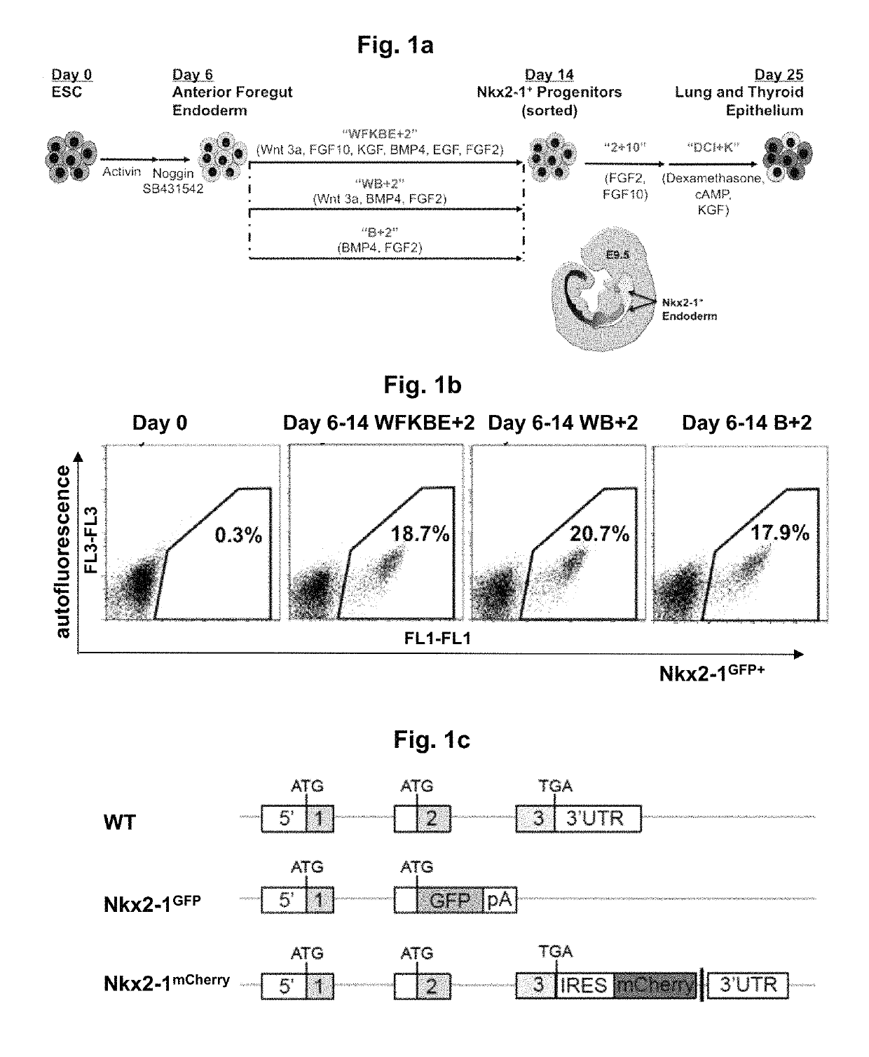 Differentiation of stem cells into thyroid tissue