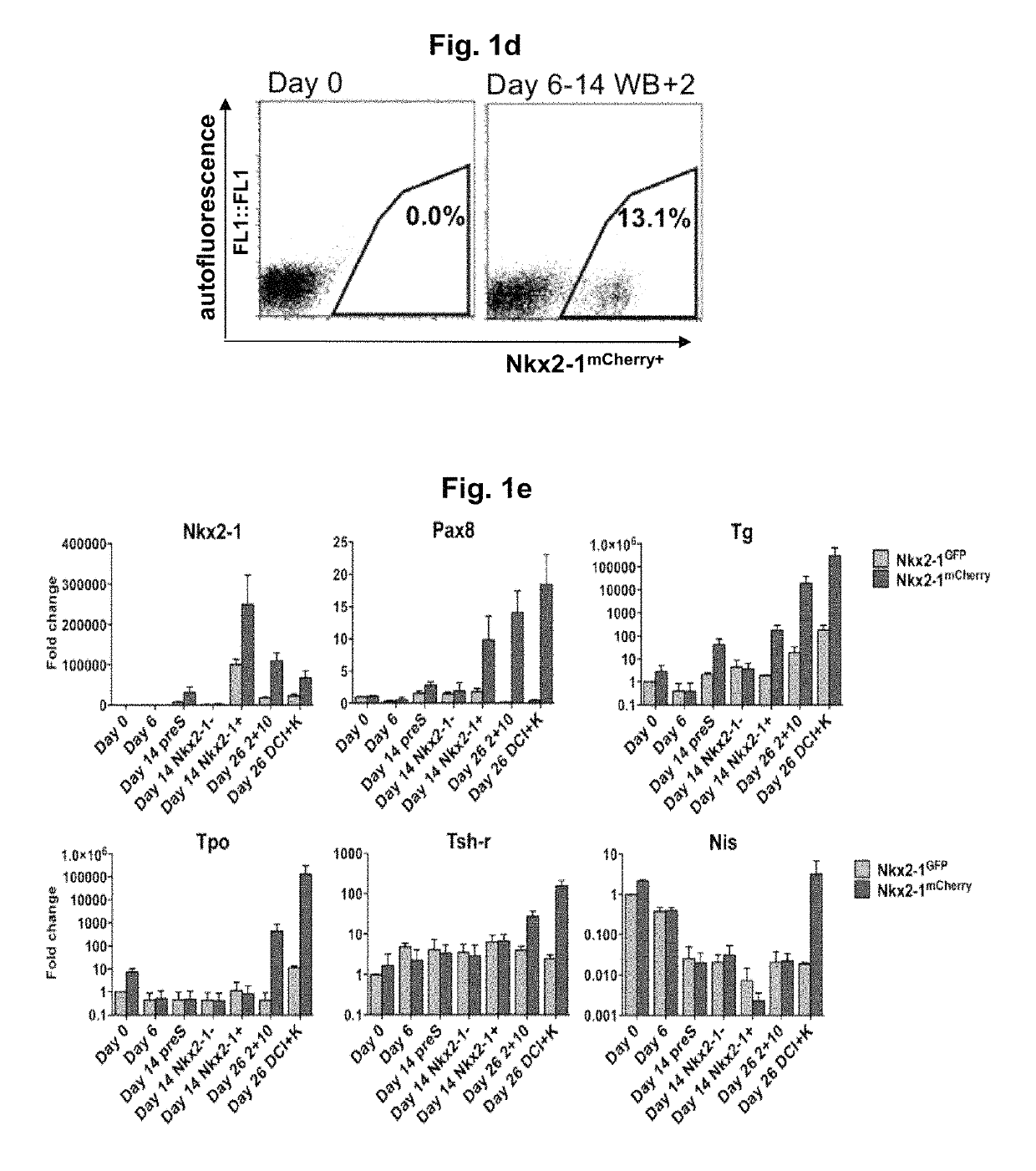 Differentiation of stem cells into thyroid tissue