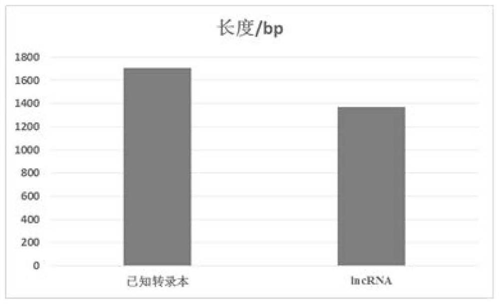 Embryo antioxidation related lncRNA and application thereof