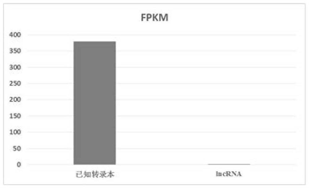 Embryo antioxidation related lncRNA and application thereof