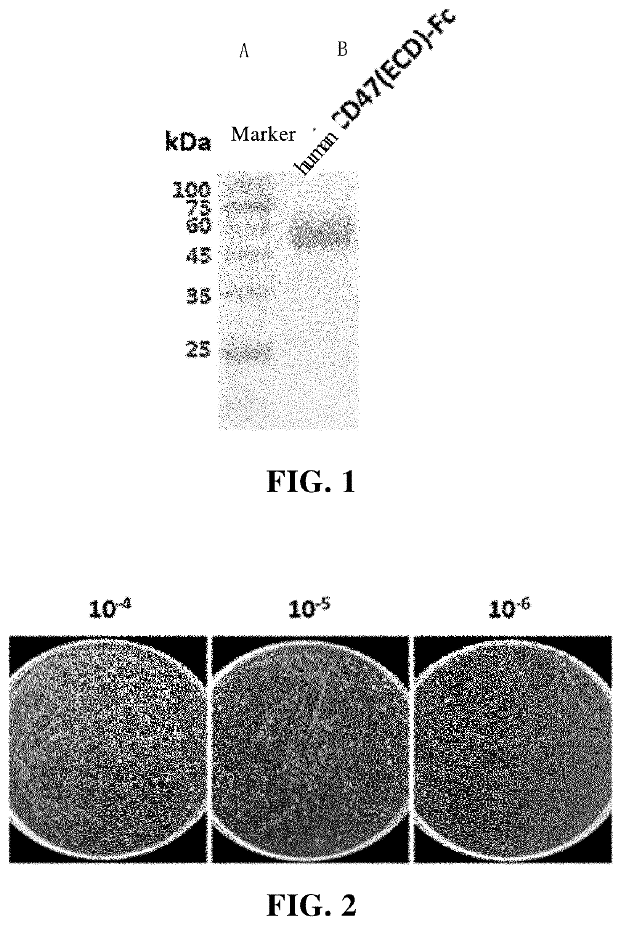 Cd47 single-domain antibody and use thereof