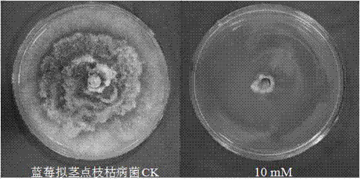 Use of denatonium benzoate in the preparation of fungicides for preventing and treating plant diseases caused by plant pathogenic bacteria