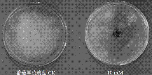 Use of denatonium benzoate in the preparation of fungicides for preventing and treating plant diseases caused by plant pathogenic bacteria