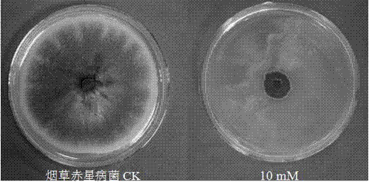 Use of denatonium benzoate in the preparation of fungicides for preventing and treating plant diseases caused by plant pathogenic bacteria