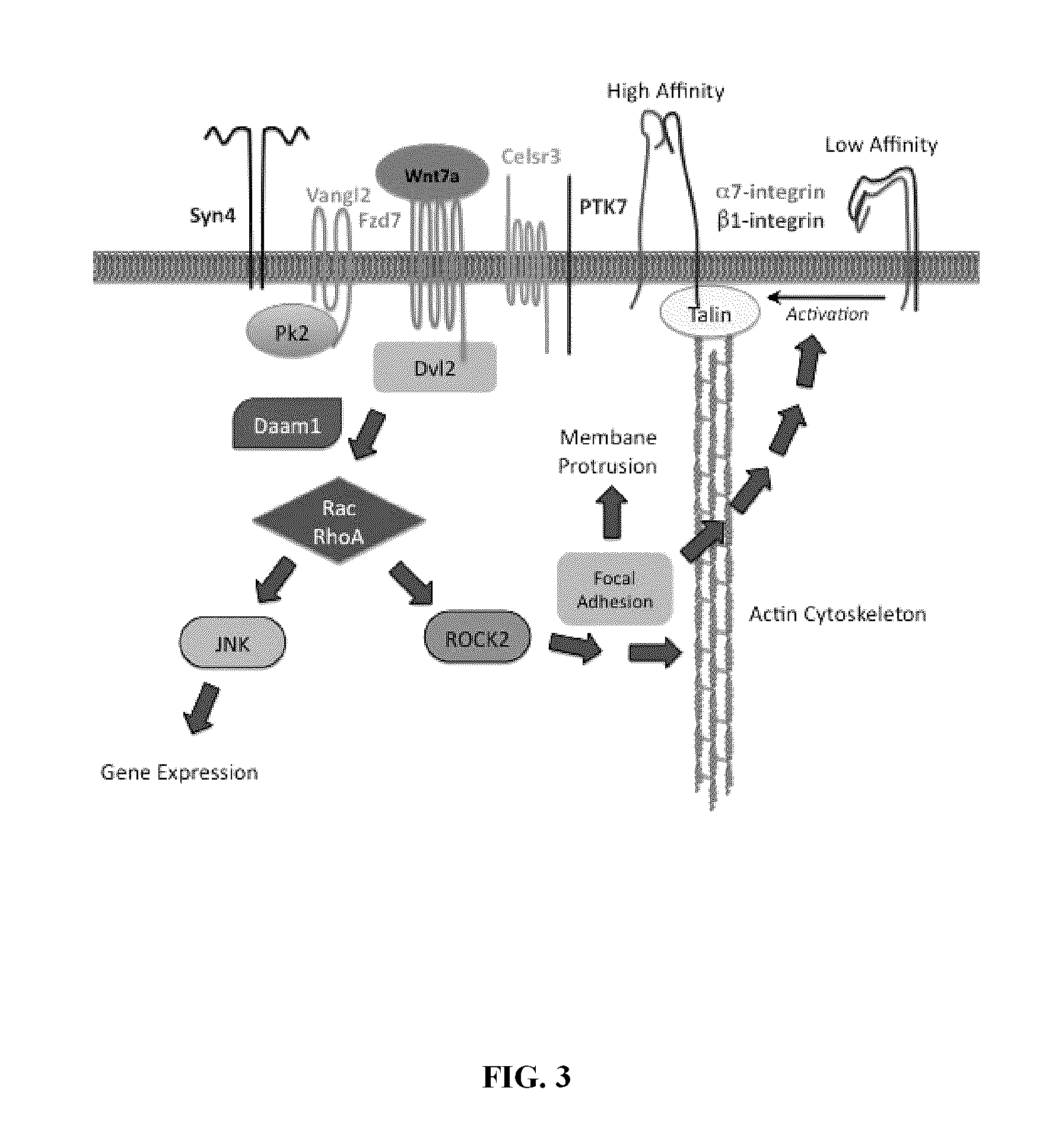 Compositions and methods for modulating stem cells and uses thereof