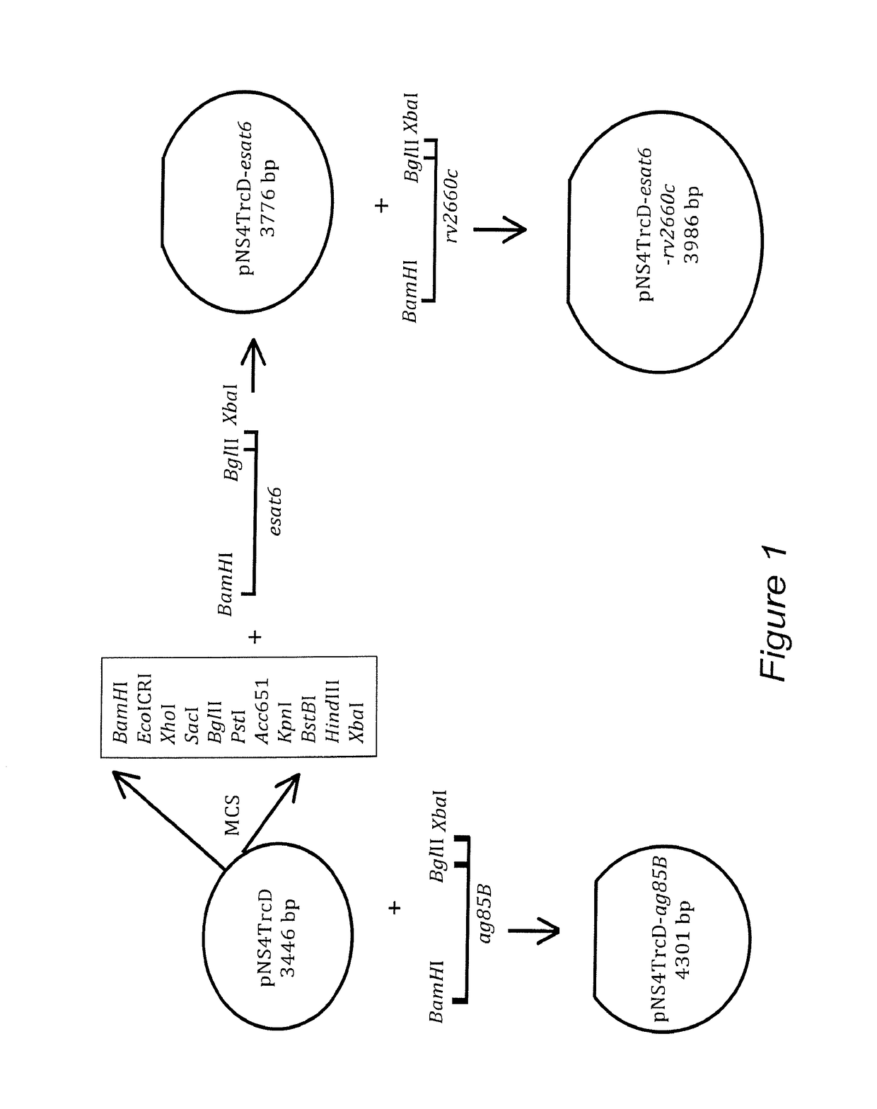 Multivalent brucella vaccine for protection against mycobacterial infections and methods of using the same