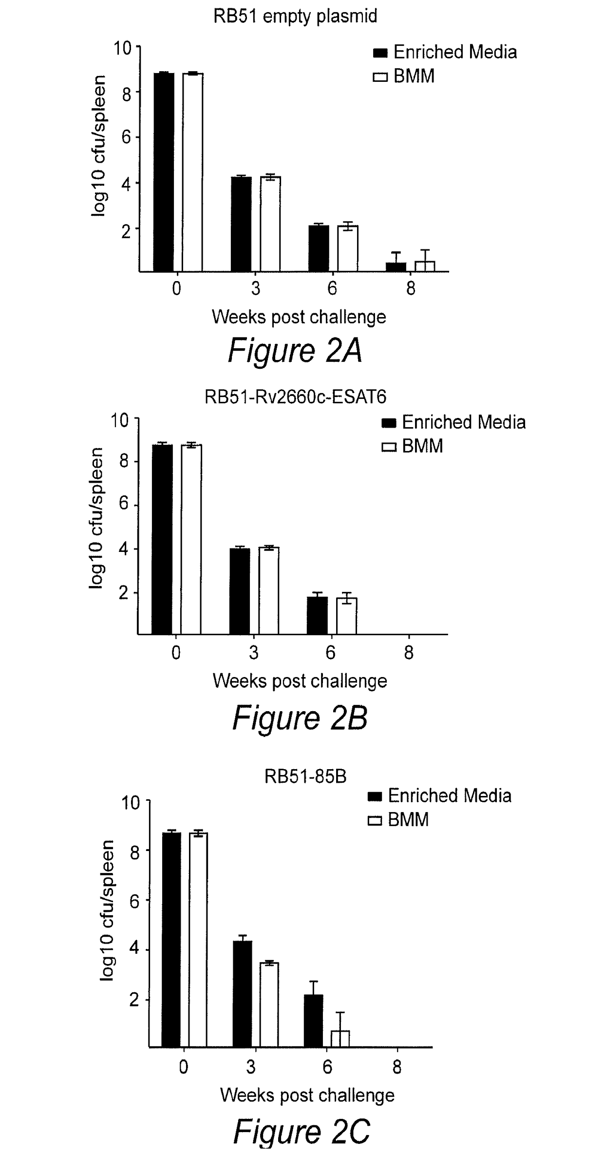 Multivalent brucella vaccine for protection against mycobacterial infections and methods of using the same