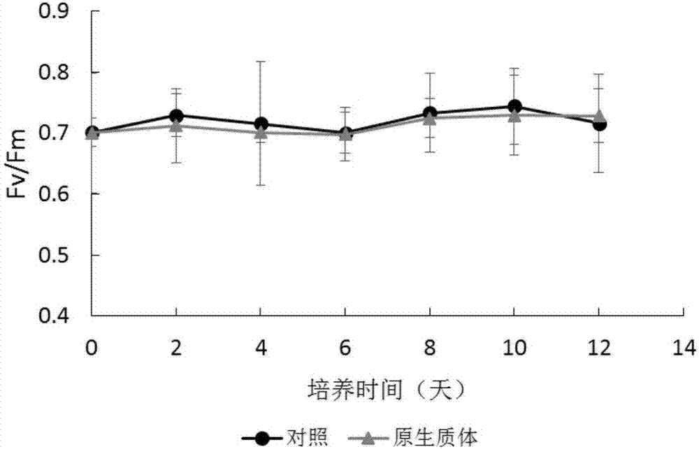 Method for preparing scenedesmusobliquus cell protoplast