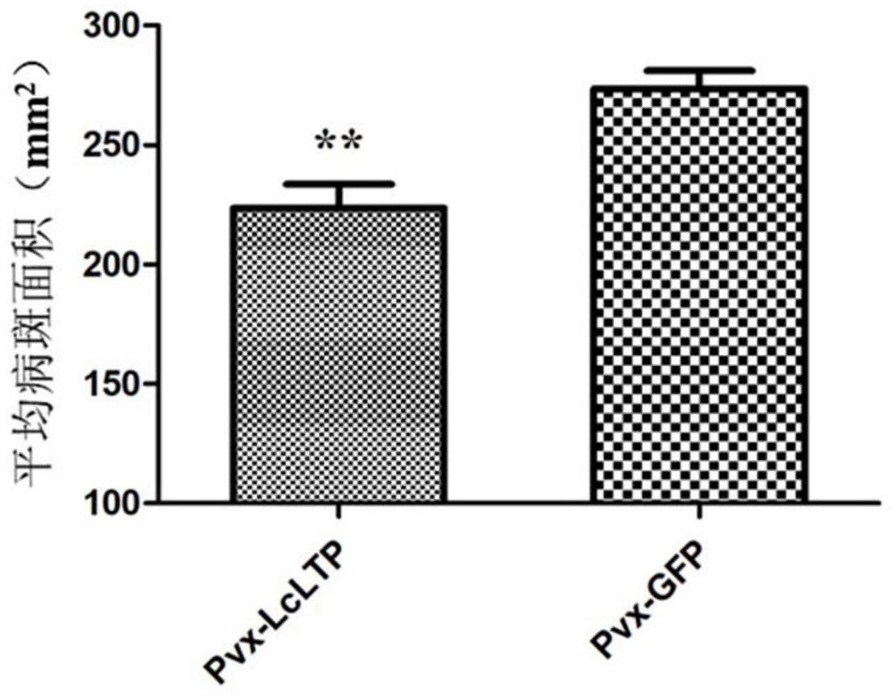 Litchi disease-resistant gene LcLTP as well as encoding protein and application thereof