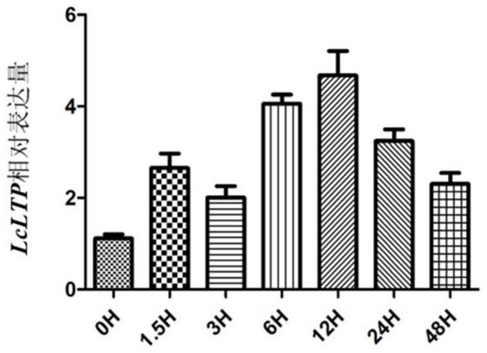 Litchi disease-resistant gene LcLTP as well as encoding protein and application thereof