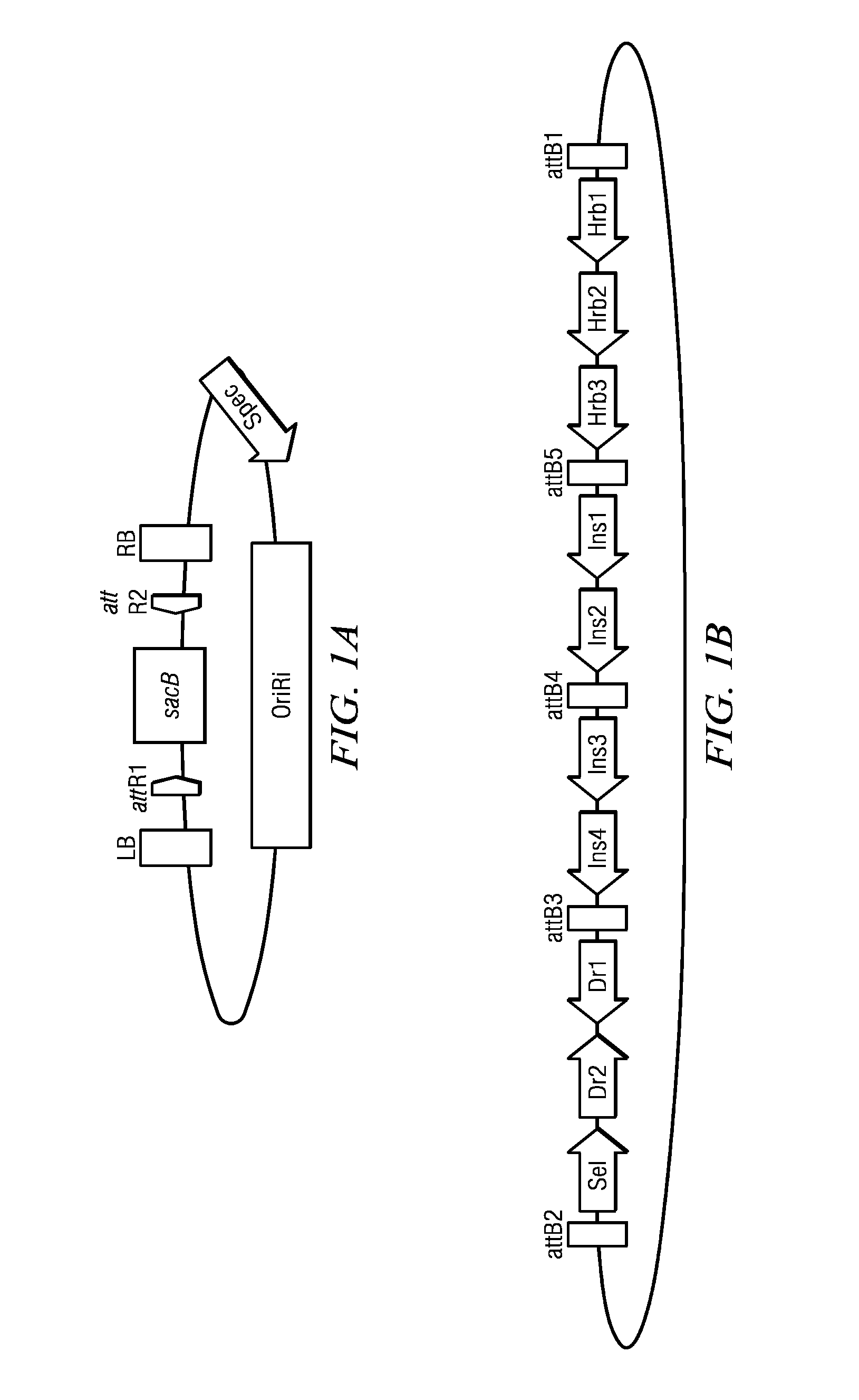 Methods and compositions for expression of transgenes in plants