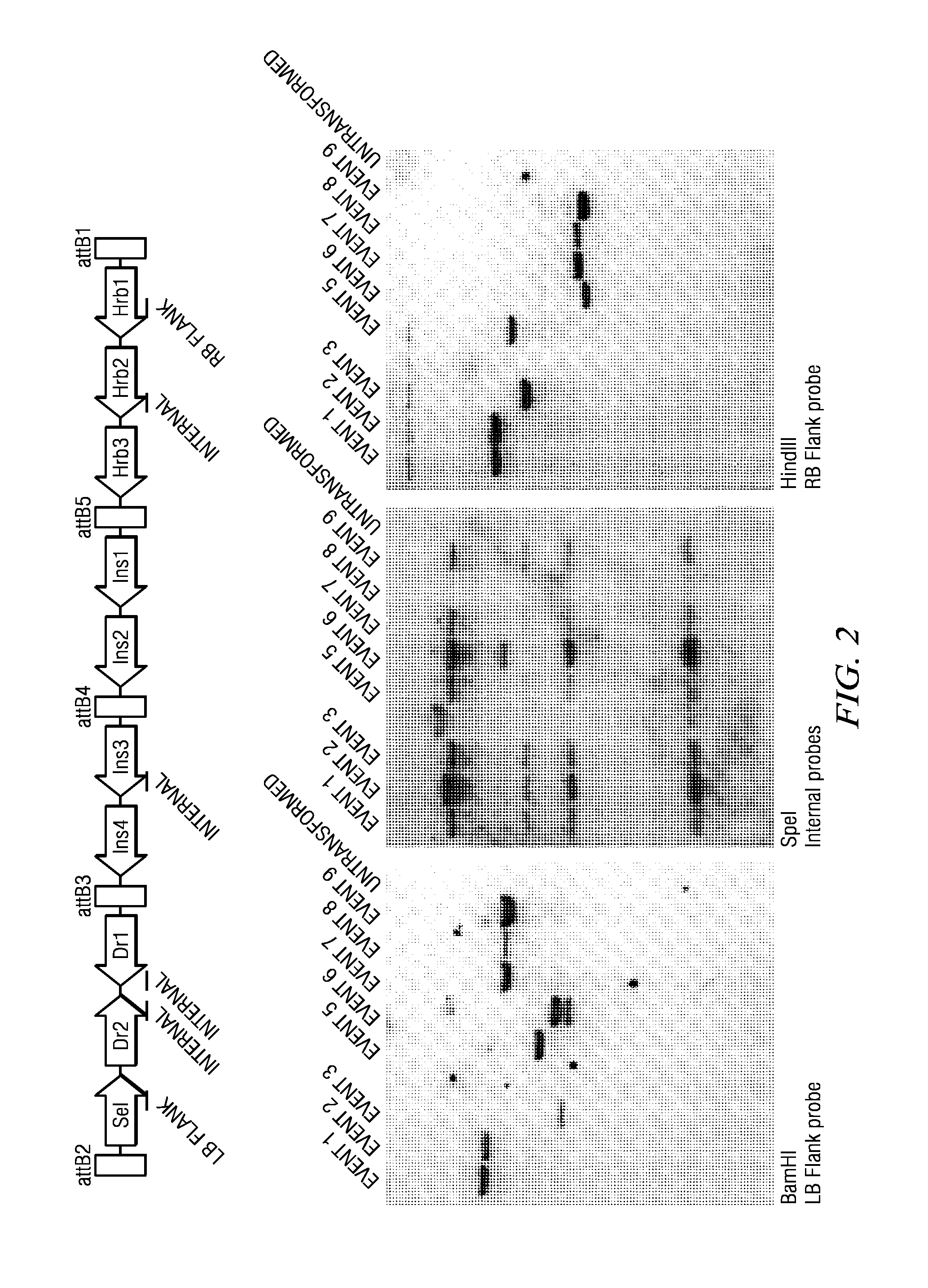 Methods and compositions for expression of transgenes in plants