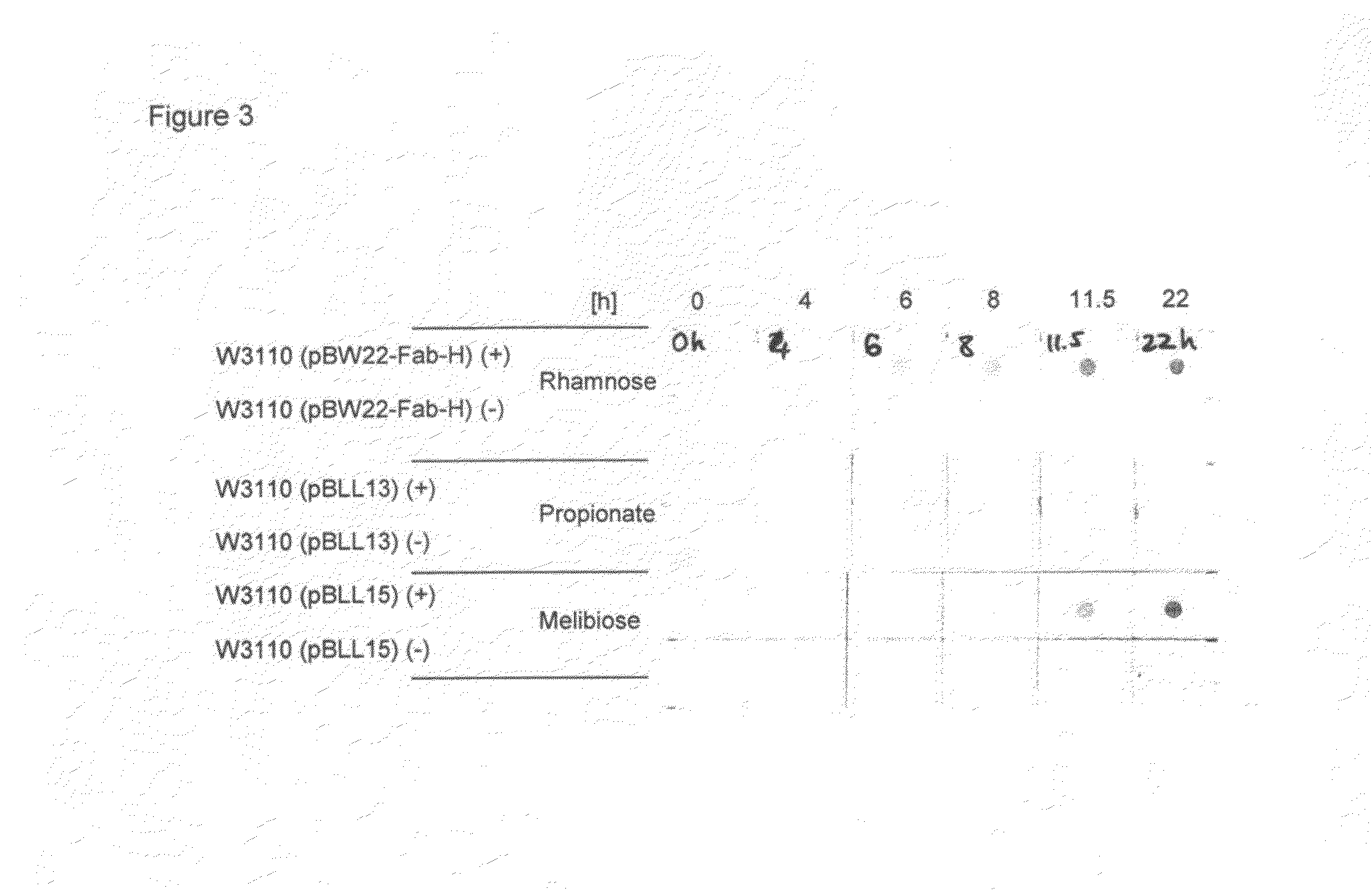 Melibiose operon expression system