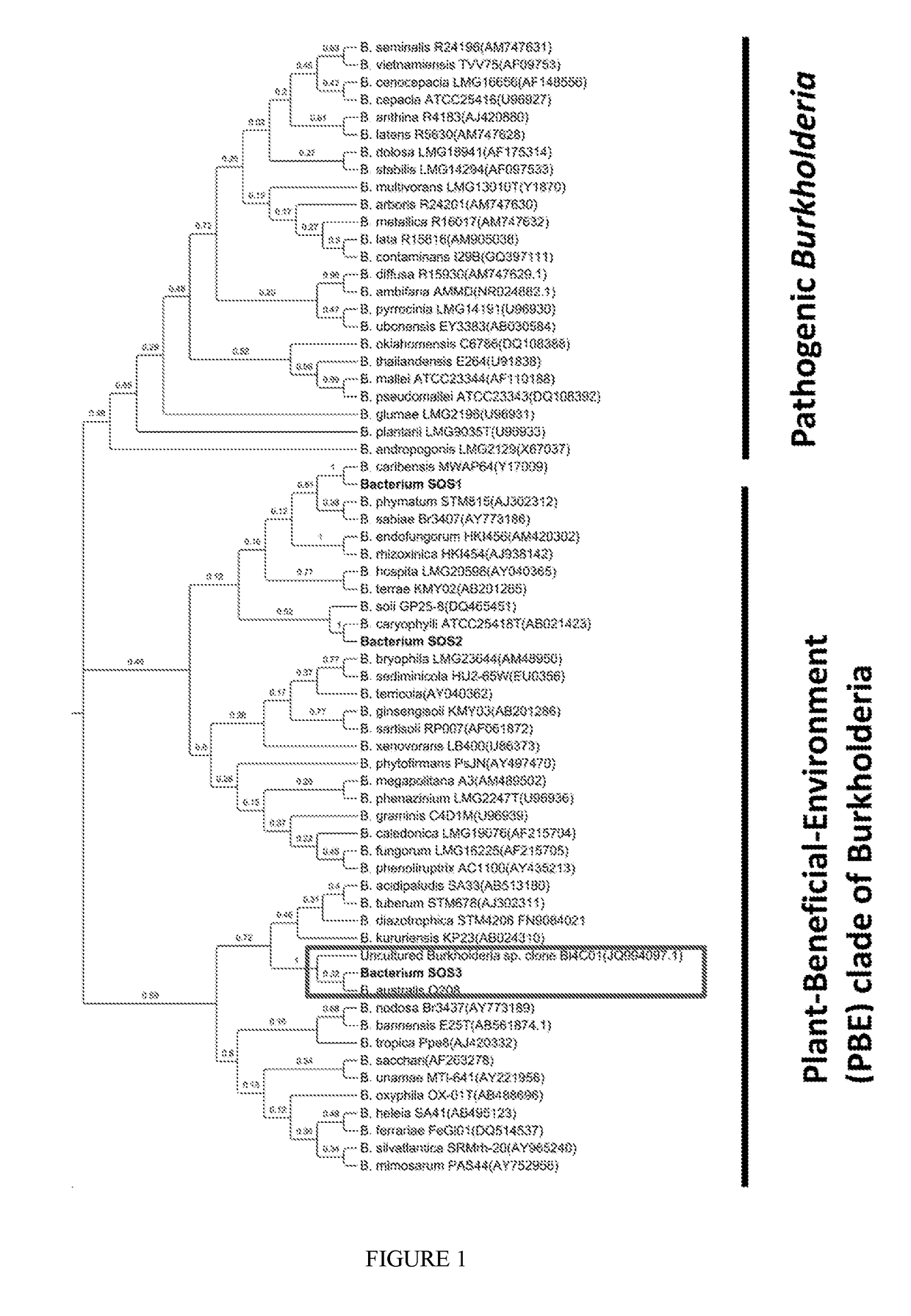 Microbial inoculants, fertiliser compositions, growth mediums and methods for enhancing plant growth