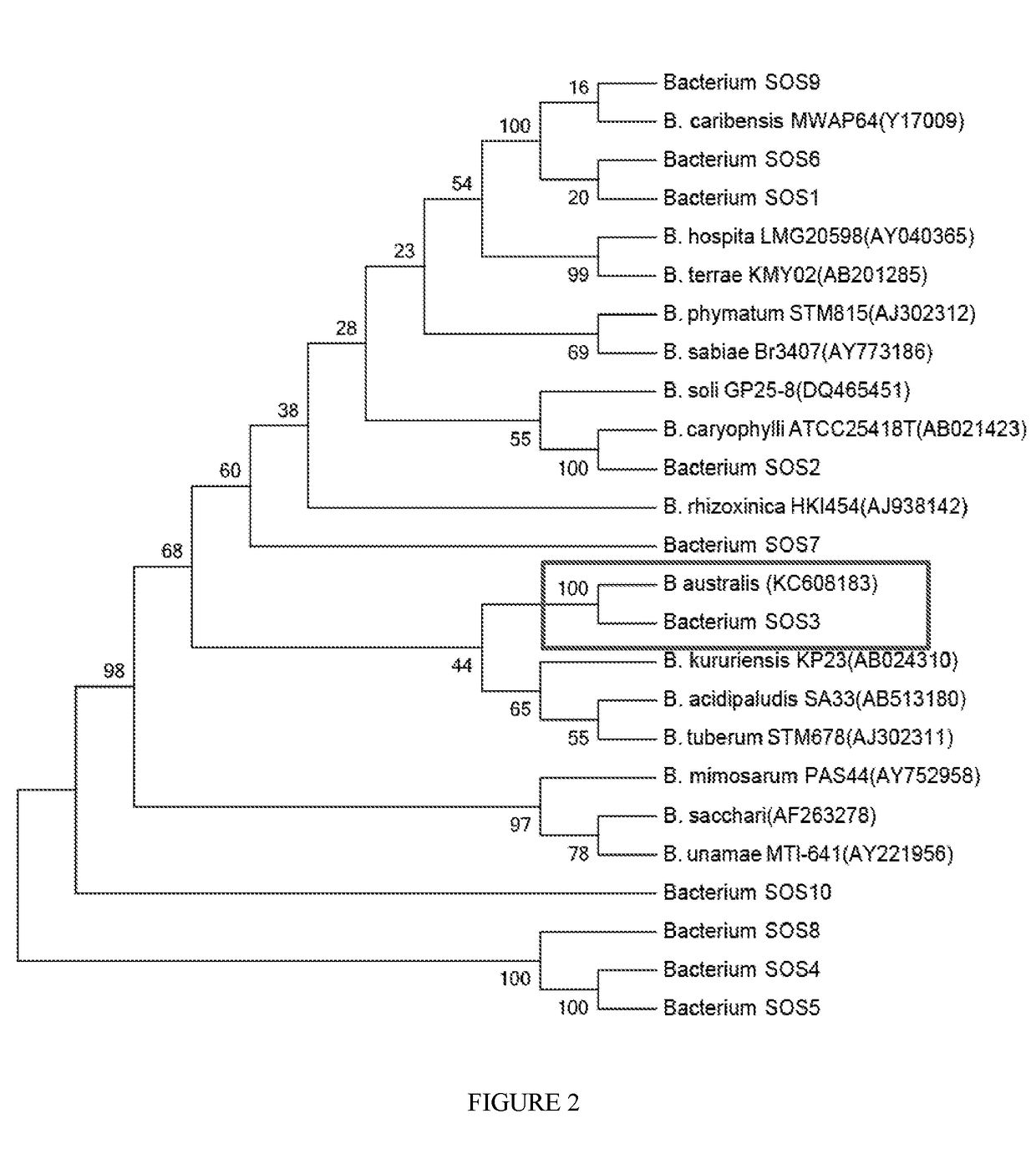 Microbial inoculants, fertiliser compositions, growth mediums and methods for enhancing plant growth