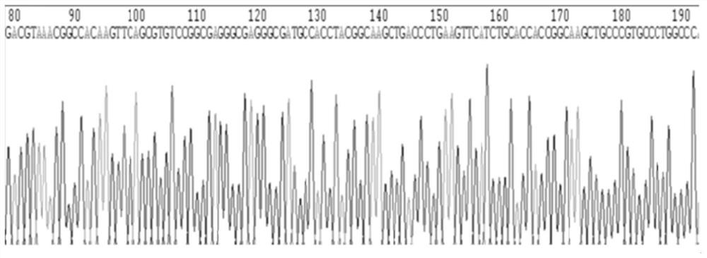 Plasmid recombinant listeria monocytogenes as well as construction method and application thereof