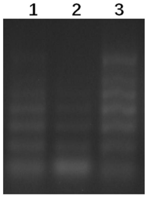 Plasmid recombinant listeria monocytogenes as well as construction method and application thereof