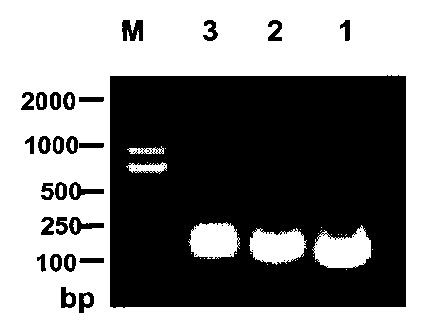 Method for preparing procalcitonin antibody